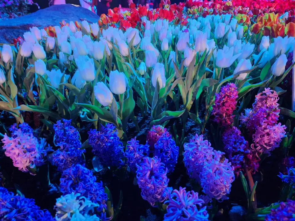 อลังการ 'เคาท์ดาวน์พะเยา' เนรมิตกว๊านพะเยา พลุ โดรน ทุ่งดอกไม้แสงสีตระการตา