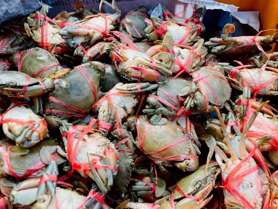 เกษตรกรเพชรบุรีนำ“ปลาหมอคางดำ”ต่อยอดเลี้ยงปูทะเล ลดต้นทุน เพิ่มรายได้