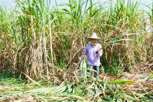 ‘สอน.’ ดัน ‘Sugar Ecolabe’ ยกระดับผลิตอ้อย-น้ำตาลลดเผา ฝุ่น PM2.5 