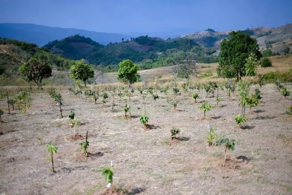 กรมวิชาการเกษตร ปั้นสินค้าเกษตรพื้นที่สูง ขยายรับรองผักอินทรีย์-ลดเผา