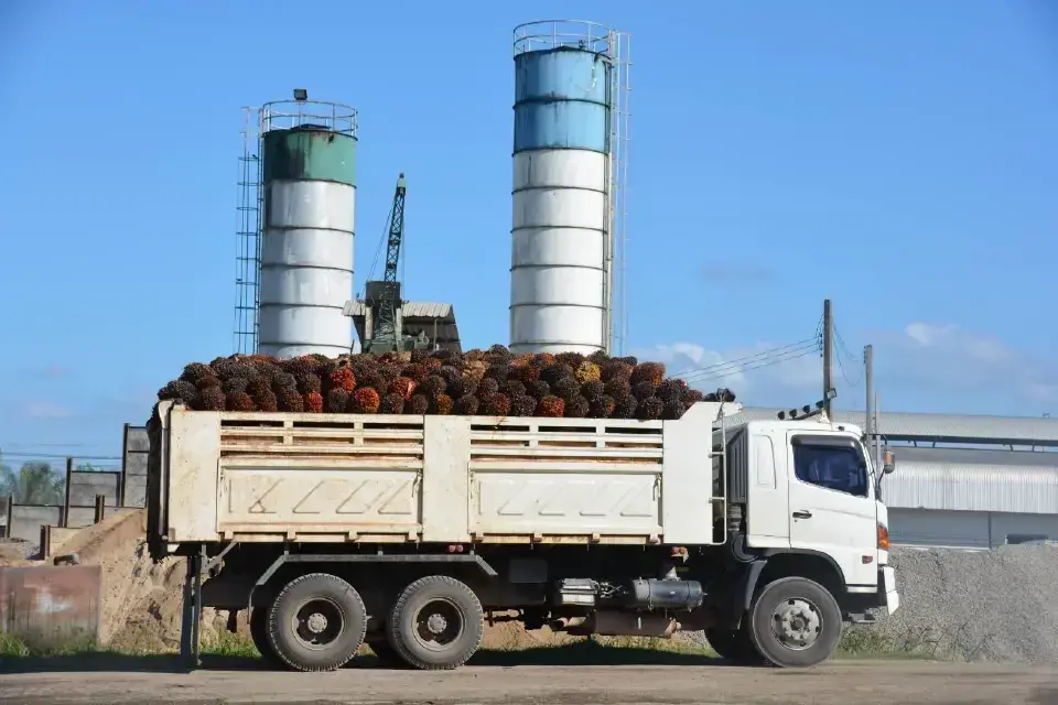 สวนปาล์มเฮ! รับอานิสงส์  ถั่วเหลืองนำเข้าสะดุด ดันราคาปาล์มพุ่ง หวั่นกระทบส่งออก