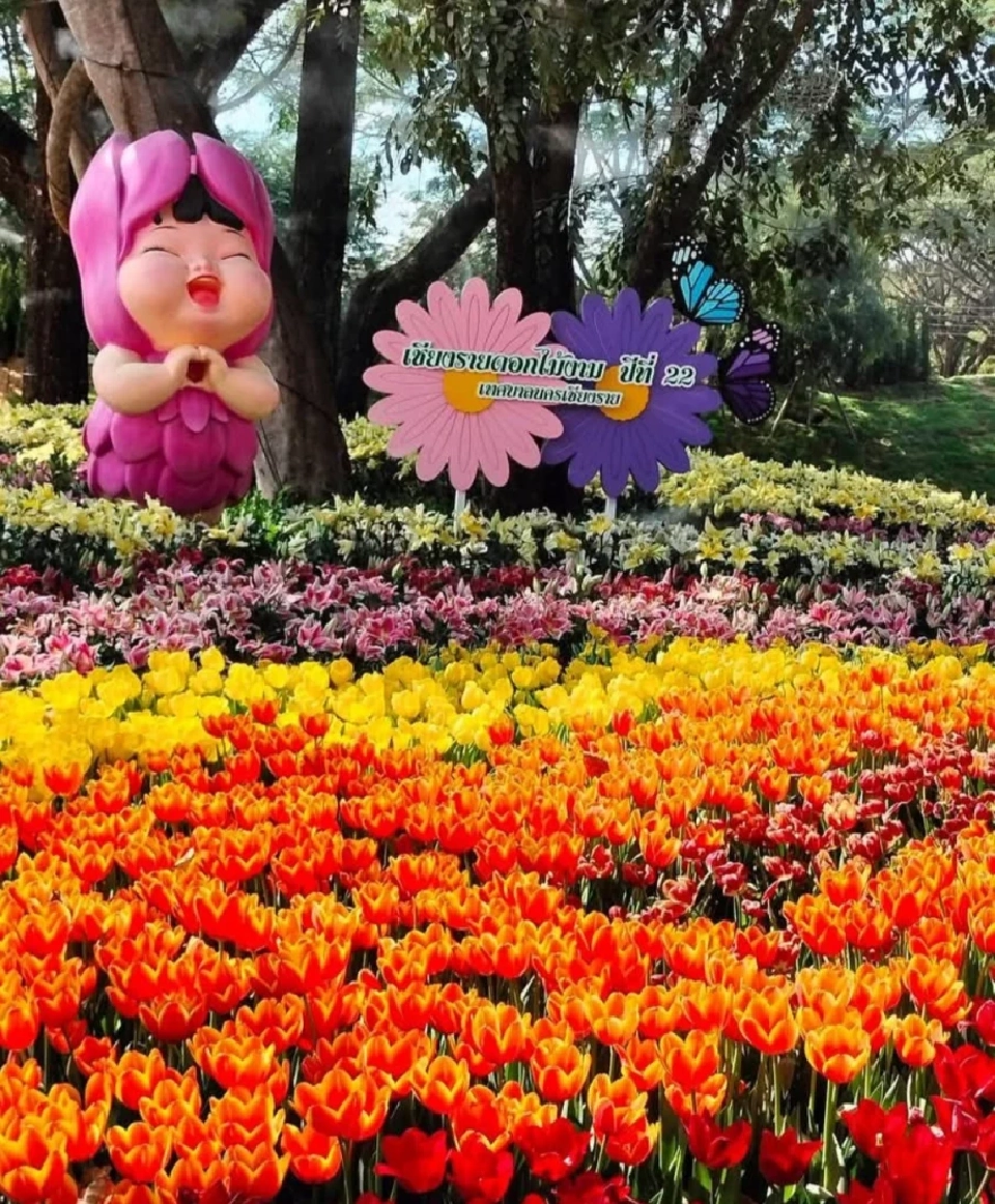 บานสะพรั่ง'เชียงรายดอกไม้งาม' ละลานตาทุ่งดอกไม้ เที่ยวเชียงราย ชิลล์ๆรับลมหนาว