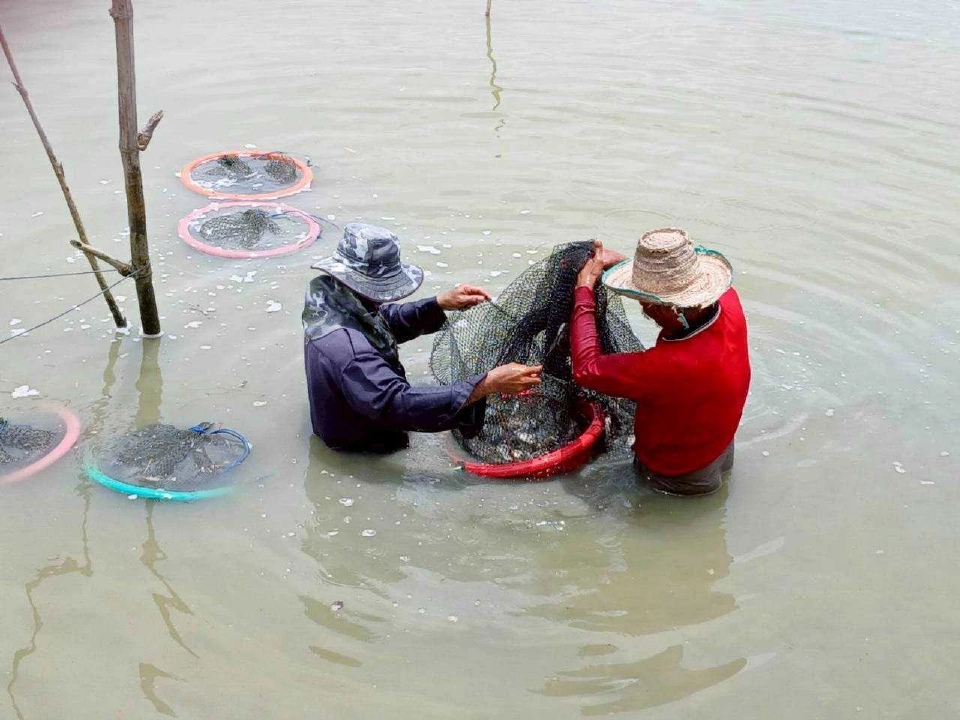 เกษตรกรเพชรบุรีนำ“ปลาหมอคางดำ”ต่อยอดเลี้ยงปูทะเล ลดต้นทุน เพิ่มรายได้