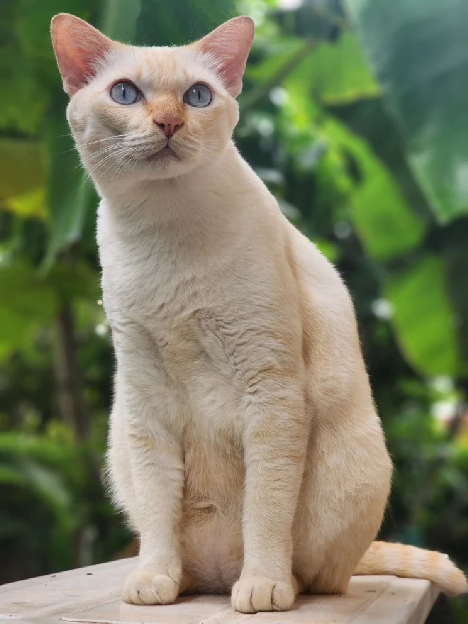 สภากทม.มีมติเห็นชอบ ขยายเวลาบังคับใช้ข้อบัญญัติหมาแมว ออกไป 1 ปี