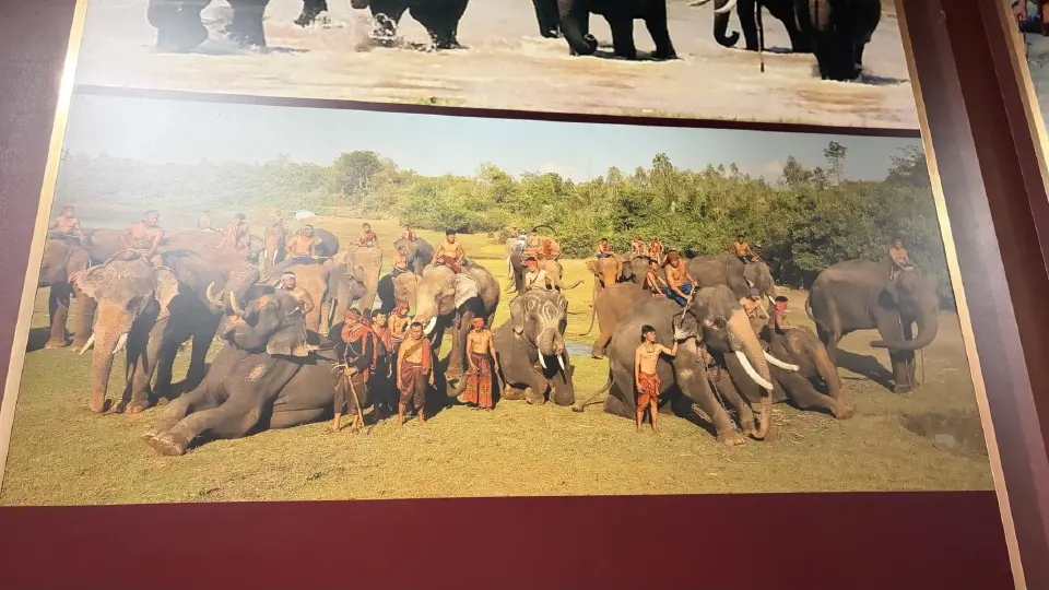 เปิด 3 ลำดับชั้น "ช้างไทย" มรดกศักดิ์สิทธิ์ที่โลกต้องตะลึง