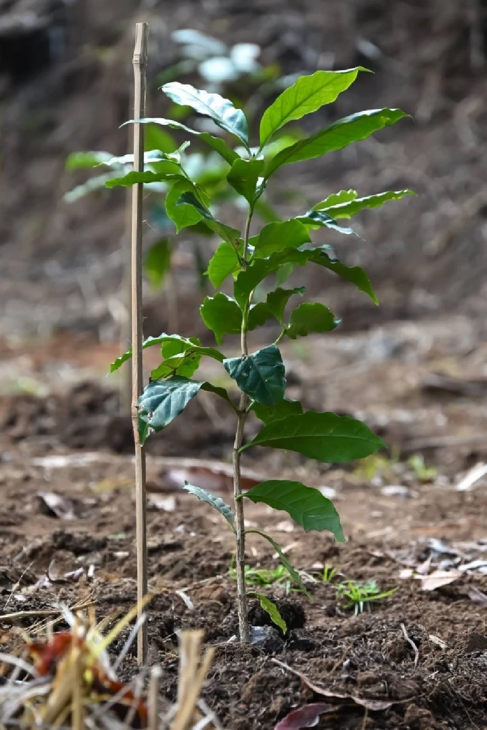 อธิบดีกรมวิชาการเกษตร เปิดท่องเที่ยวเกษตรคาร์บอนต่ำ ชมซากุระเมืองไทย