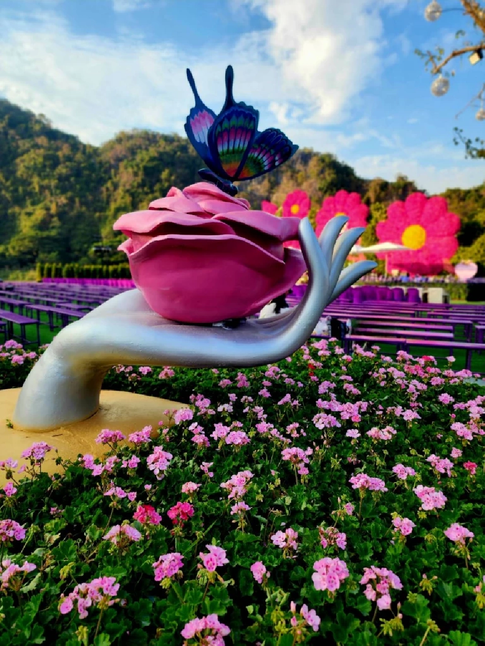 บานสะพรั่ง'เชียงรายดอกไม้งาม' ละลานตาทุ่งดอกไม้ เที่ยวเชียงราย ชิลล์ๆรับลมหนาว