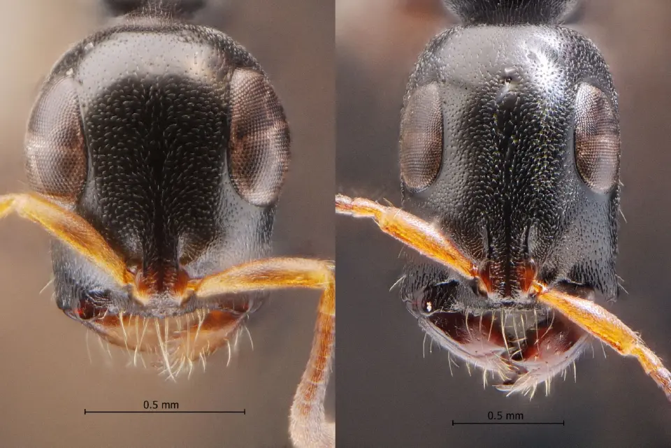 มดตะนอยเทพรัตน์