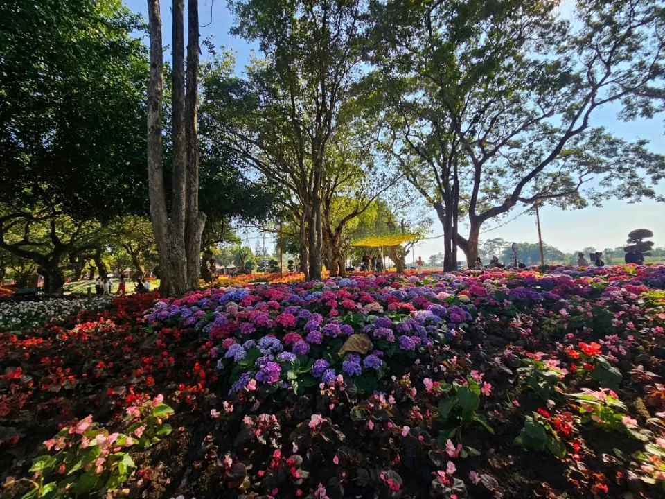 บานสะพรั่ง'เชียงรายดอกไม้งาม' ละลานตาทุ่งดอกไม้ เที่ยวเชียงราย ชิลล์ๆรับลมหนาว
