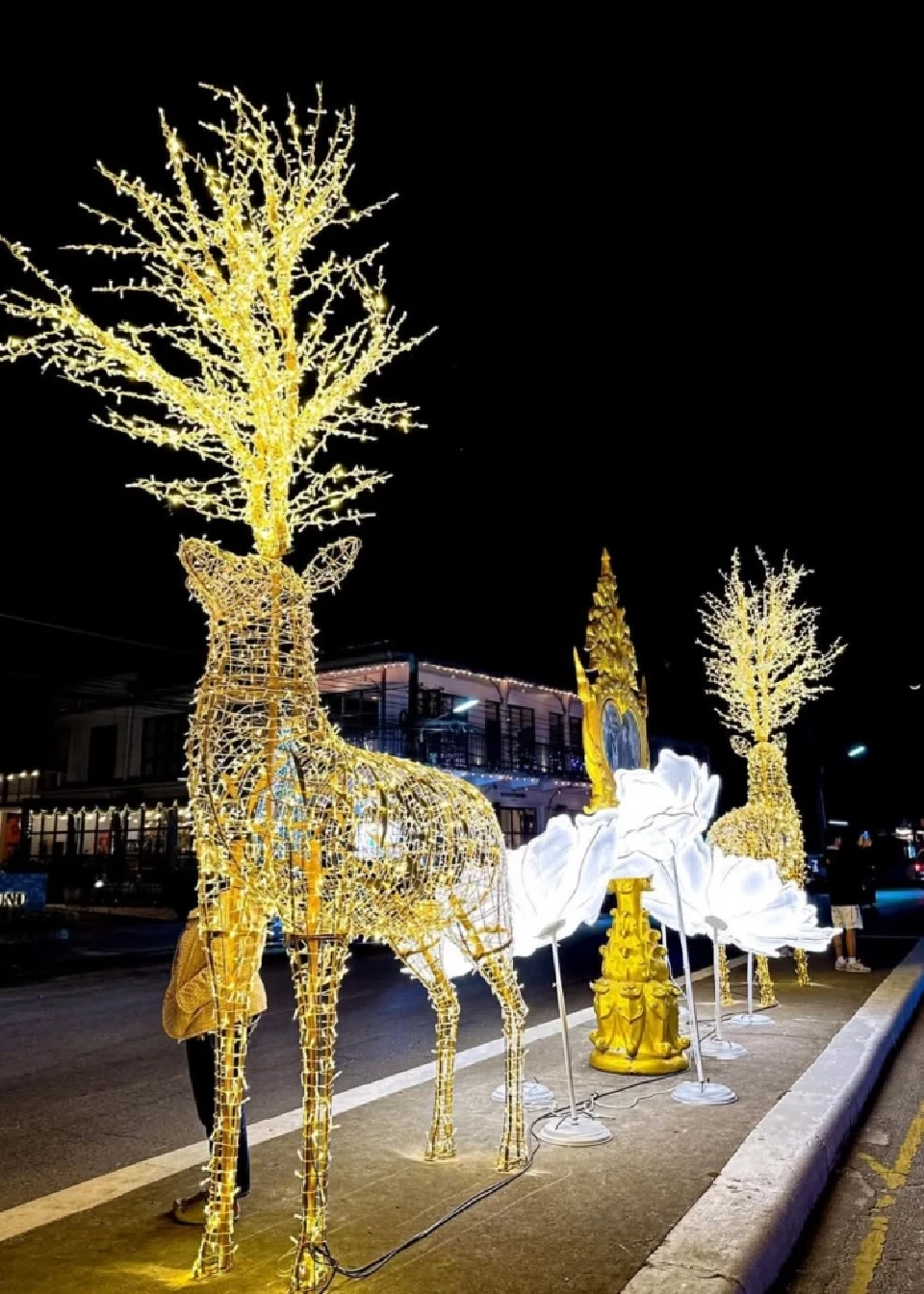 บานสะพรั่ง'เชียงรายดอกไม้งาม' ละลานตาทุ่งดอกไม้ เที่ยวเชียงราย ชิลล์ๆรับลมหนาว