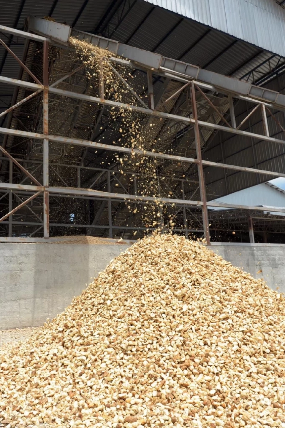 พาณิชย์ สั่งระงับนำเข้ามันเส้น 9 ราย คุณภาพต่ำกว่ามาตรฐาน