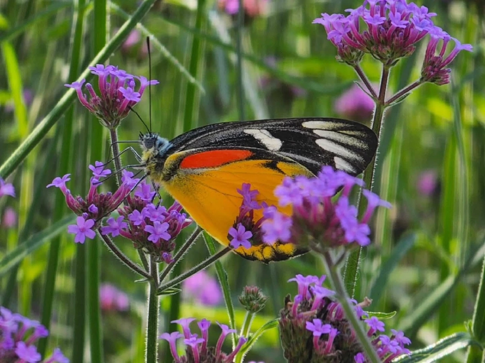 บานสะพรั่ง'เชียงรายดอกไม้งาม' ละลานตาทุ่งดอกไม้ เที่ยวเชียงราย ชิลล์ๆรับลมหนาว