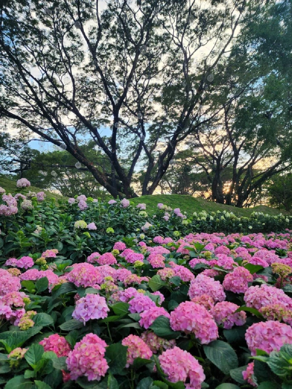 บานสะพรั่ง'เชียงรายดอกไม้งาม' ละลานตาทุ่งดอกไม้ เที่ยวเชียงราย ชิลล์ๆรับลมหนาว