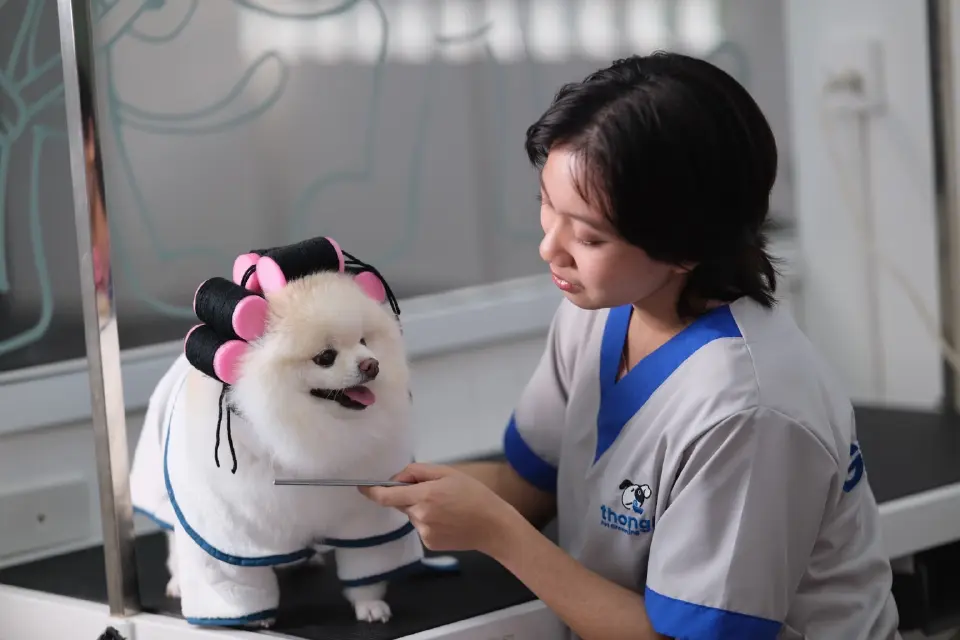 เปิดนวัตกรรม "PHAECO" สลายต้อในสัตว์เลี้ยง คืนดวงตาใสเพื่อ "อีกครึ่งของชีวิต"