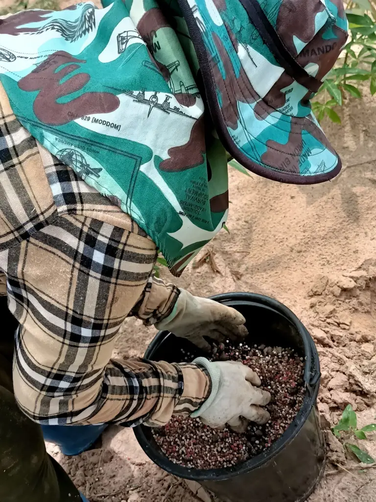 เกษตรฯ ดัน “แปลงใหญ่มันสำปะหลังร้อยเอ็ด” ต้นแบบเกษตรมูลค่าสูง รายได้เกษตรกรพุ่งเกือบ 80%