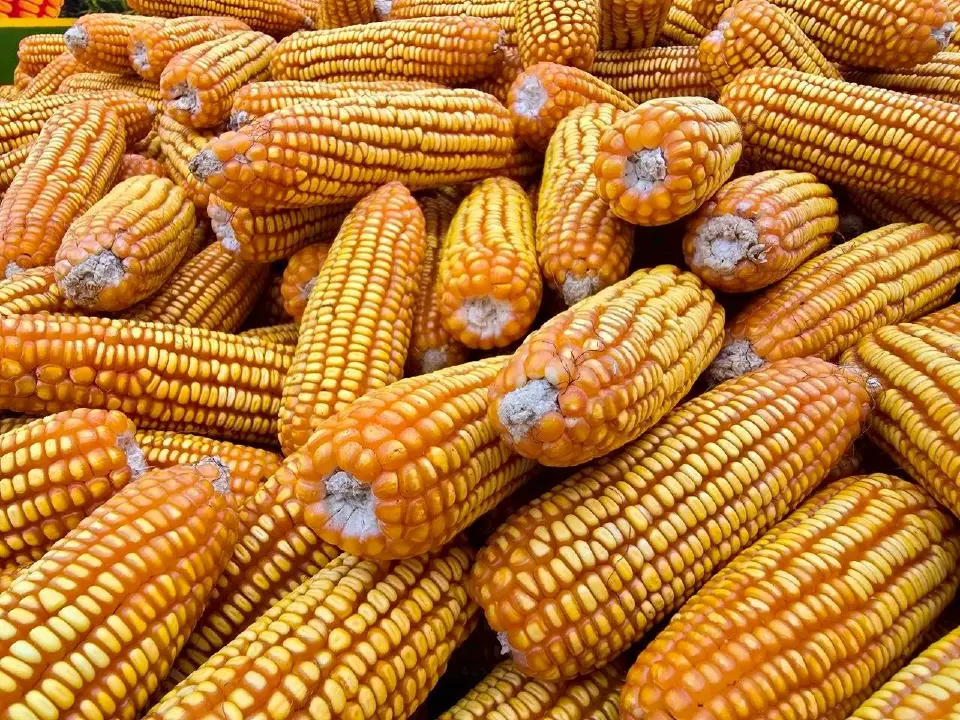 ซินเจนทา เปิดตัวข้าวโพดพันธุ์ใหม่ ผลผลิตสูงสุด 2.1 ตันต่อไร่ ช่วยเกษตรกรสู้ต้นทุนผันผวน