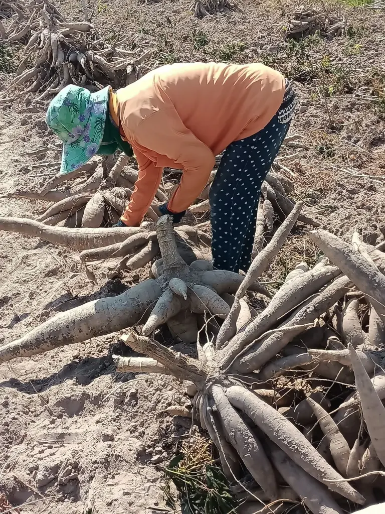 เกษตรฯ ดัน “แปลงใหญ่มันสำปะหลังร้อยเอ็ด” ต้นแบบเกษตรมูลค่าสูง รายได้เกษตรกรพุ่งเกือบ 80%