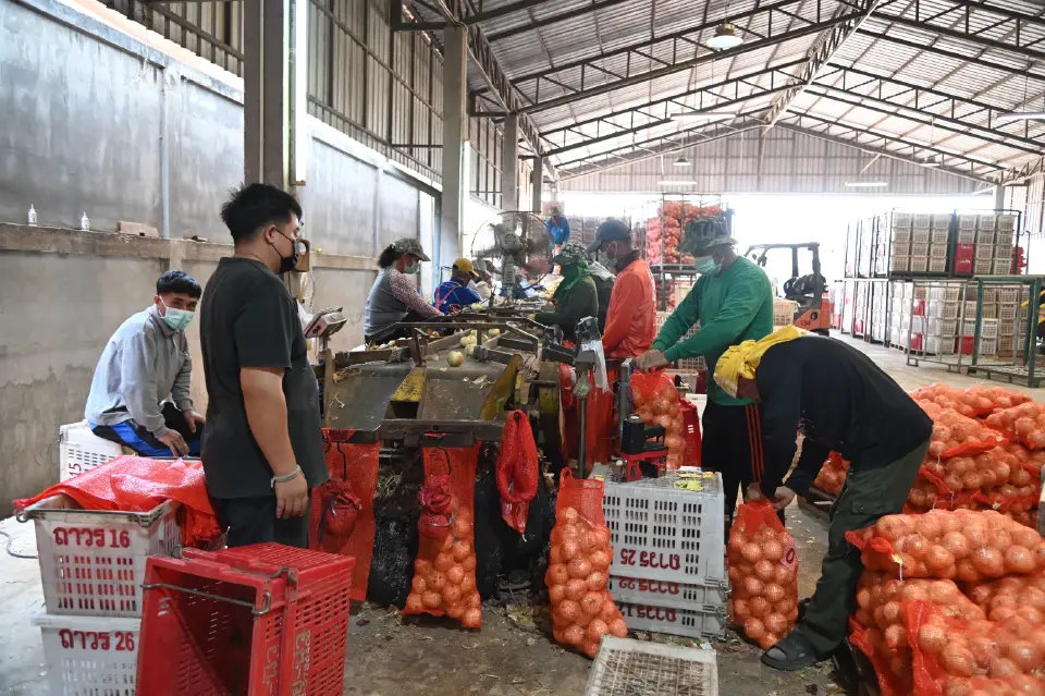 พาณิชย์ อัด 5 มาตรการพยุงหอมหัวใหญ่ล้นตลาด ราคาดิ่งเหลือ 5 บาท