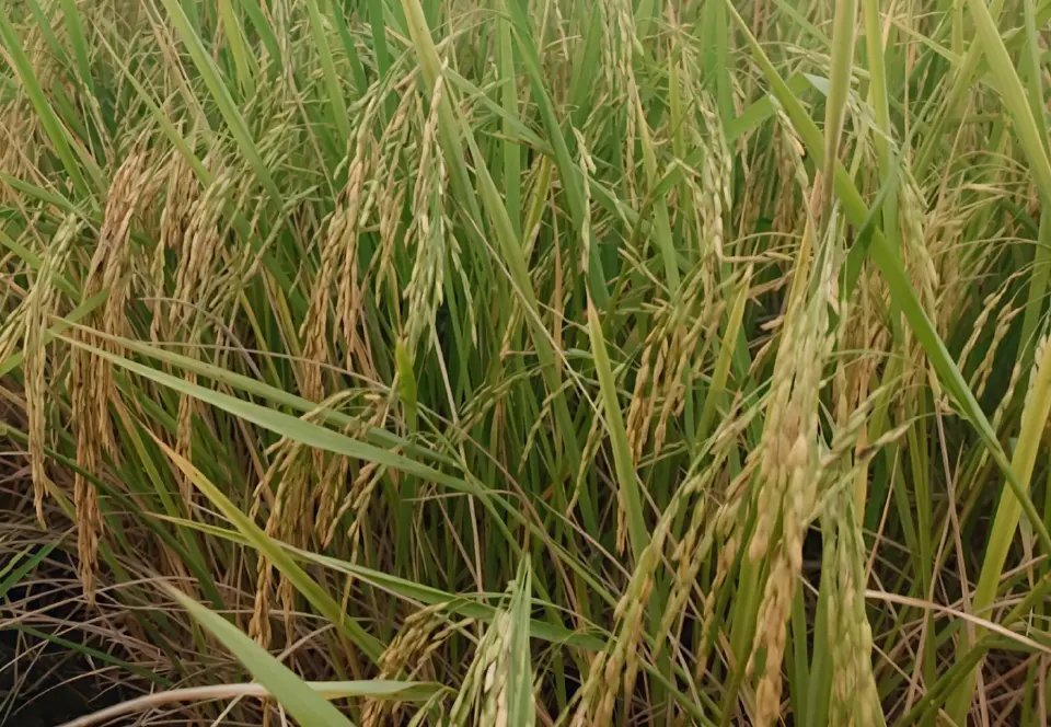 สั่งทบทวนชดเชย 42 สหกรณ์  ธ.ก.ส.ชี้ไม่เข้าเกณฑ์ โรงสีติงบิดตลาด