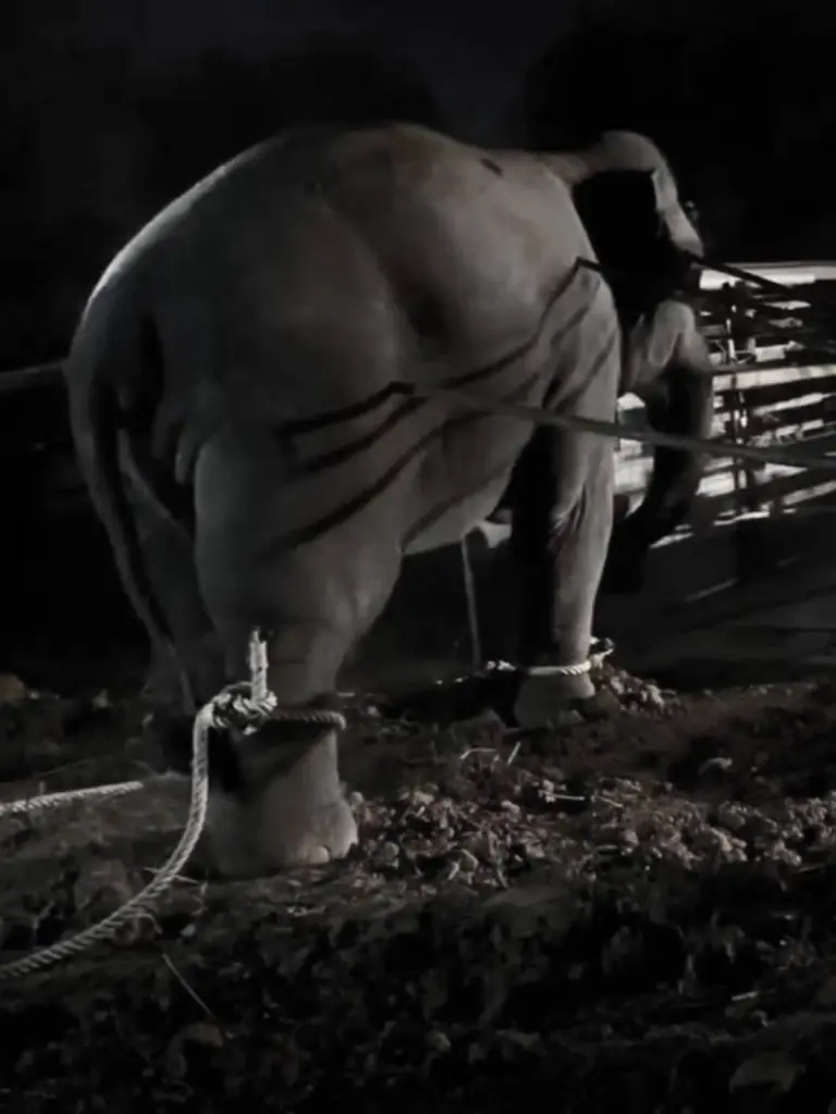 ช้าง'สีดอหูพับ'ล้ม กรมอุทยานสรุปผลชันสูตร อาหารอุดหลอดลม เครียด หัวใจล้มเหลว