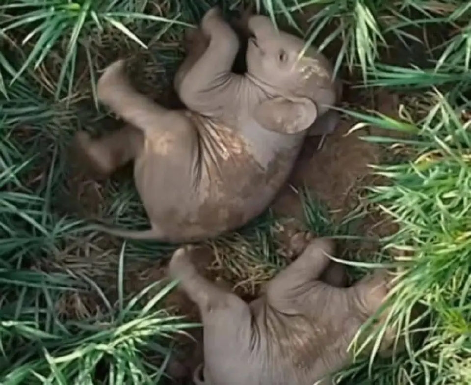 ช้าง'สีดอหูพับ'ล้ม กรมอุทยานสรุปผลชันสูตร อาหารอุดหลอดลม เครียด หัวใจล้มเหลว