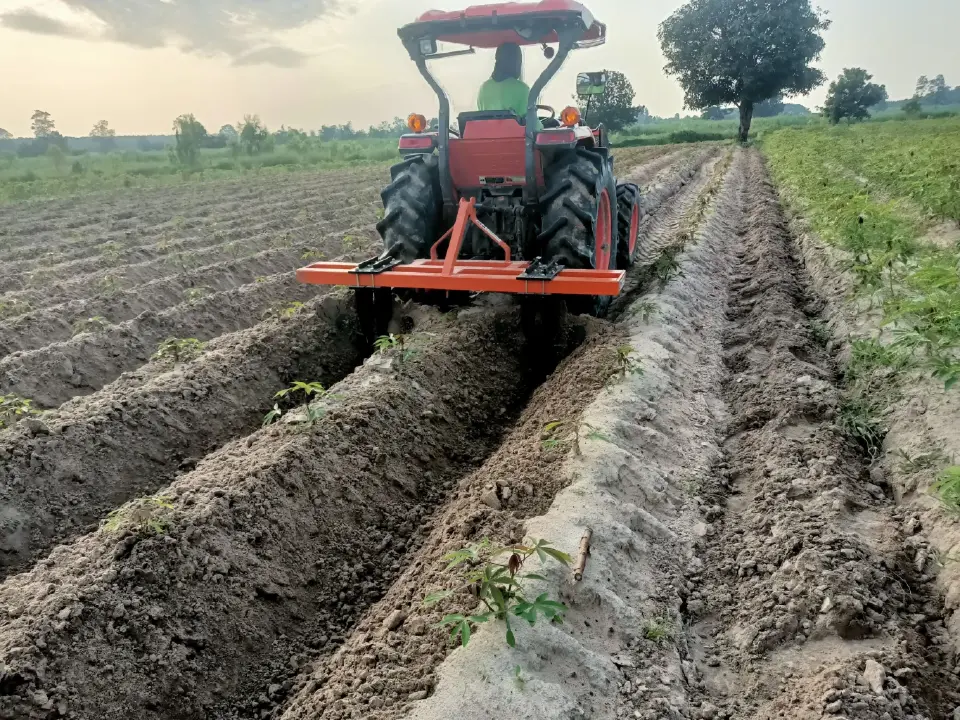 เกษตรฯ ดัน “แปลงใหญ่มันสำปะหลังร้อยเอ็ด” ต้นแบบเกษตรมูลค่าสูง รายได้เกษตรกรพุ่งเกือบ 80%