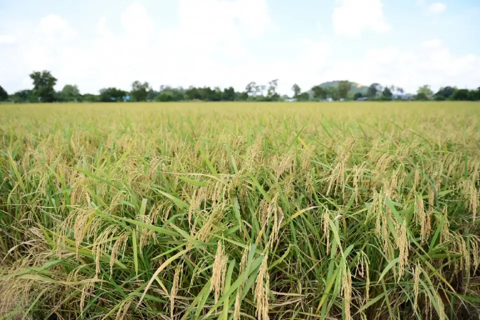 'ศุภจี' เผยไทยส่งมอบข้าว G to G จีน 40,000 ตัน หนุนเป้าส่งออกข้าวปี 69