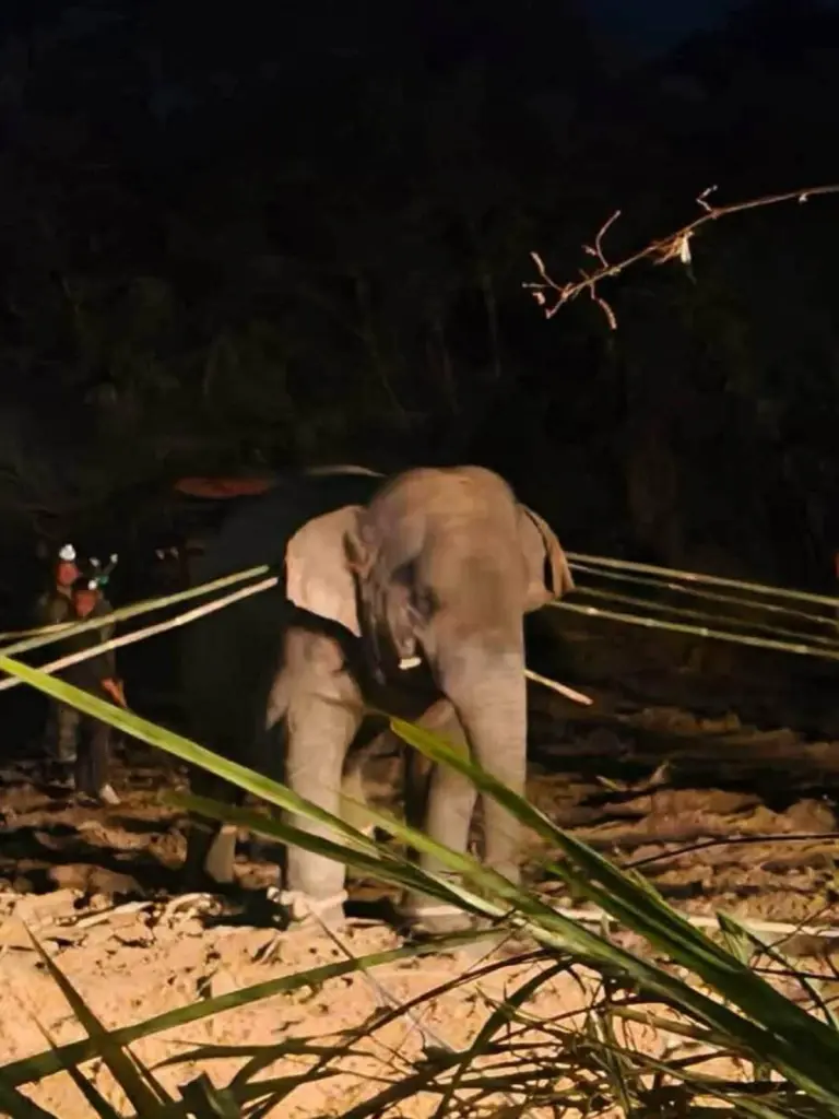 สีดอหูพับ