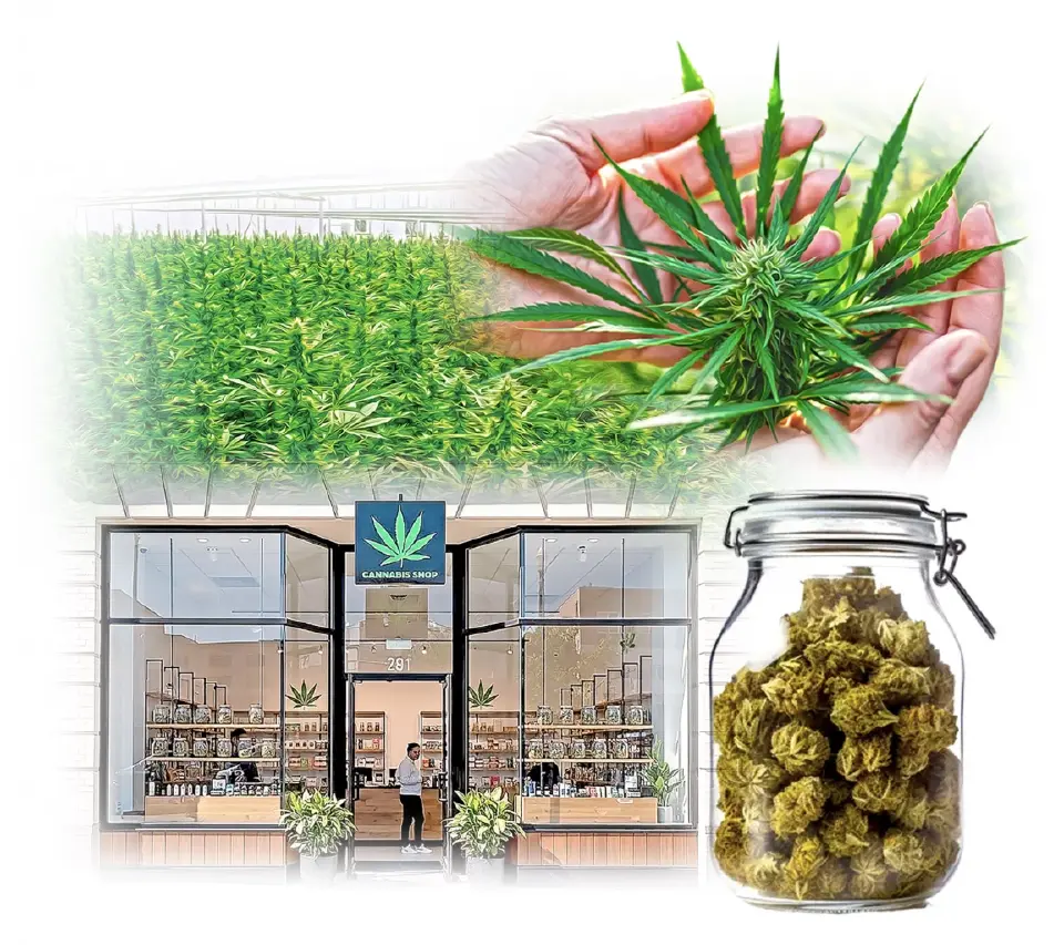 ‘กัญชาเสรี’ สะเทือนแห่ปิดร้านกว่า 7,000 แห่ง หลังรัฐคุมเข้มใบอนุญาต