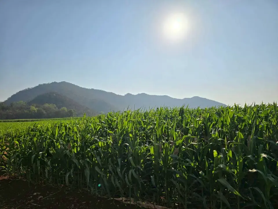 ซินเจนทา เปิดตัวข้าวโพดพันธุ์ใหม่ ผลผลิตสูงสุด 2.1 ตันต่อไร่ ช่วยเกษตรกรสู้ต้นทุนผันผวน