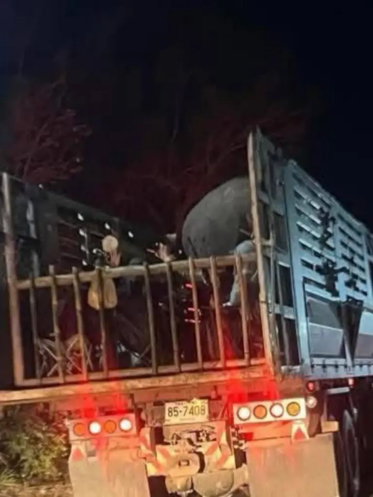 ช้าง'สีดอหูพับ'ล้ม กรมอุทยานสรุปผลชันสูตร อาหารอุดหลอดลม เครียด หัวใจล้มเหลว