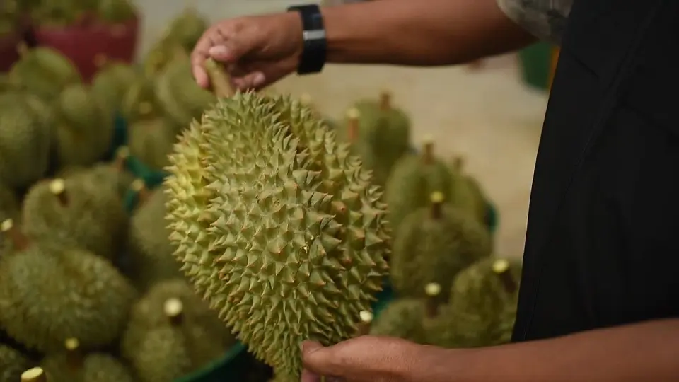 อธิบดีกรมวิชาการเกษตร ลุย “4 ไม่” สกัดทุเรียนอ่อน–สารต้องห้าม รับฤดูส่งออก 2569