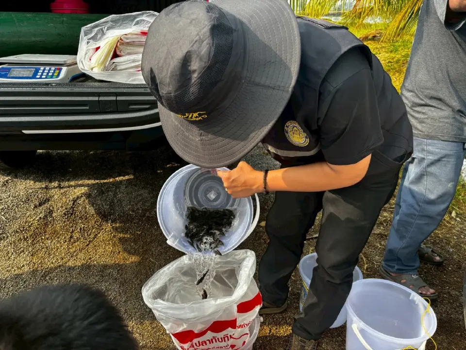 เกษตรกรตอบรับ“กองทุนปลากะพงขาว”ประมงสมุทรสงคราม เดินหน้าปีที่ 2