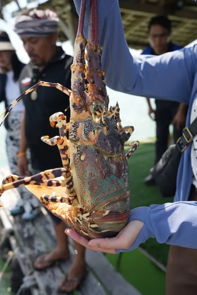 กุ้งมังกร 7 สีภูเก็ต