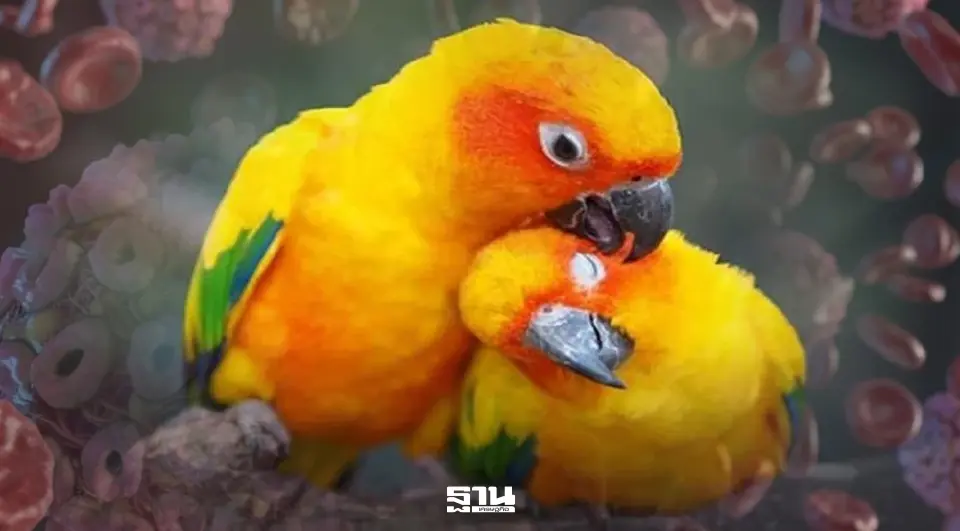 โรคไข้นกแก้ว อาการ และ สาเหตุ