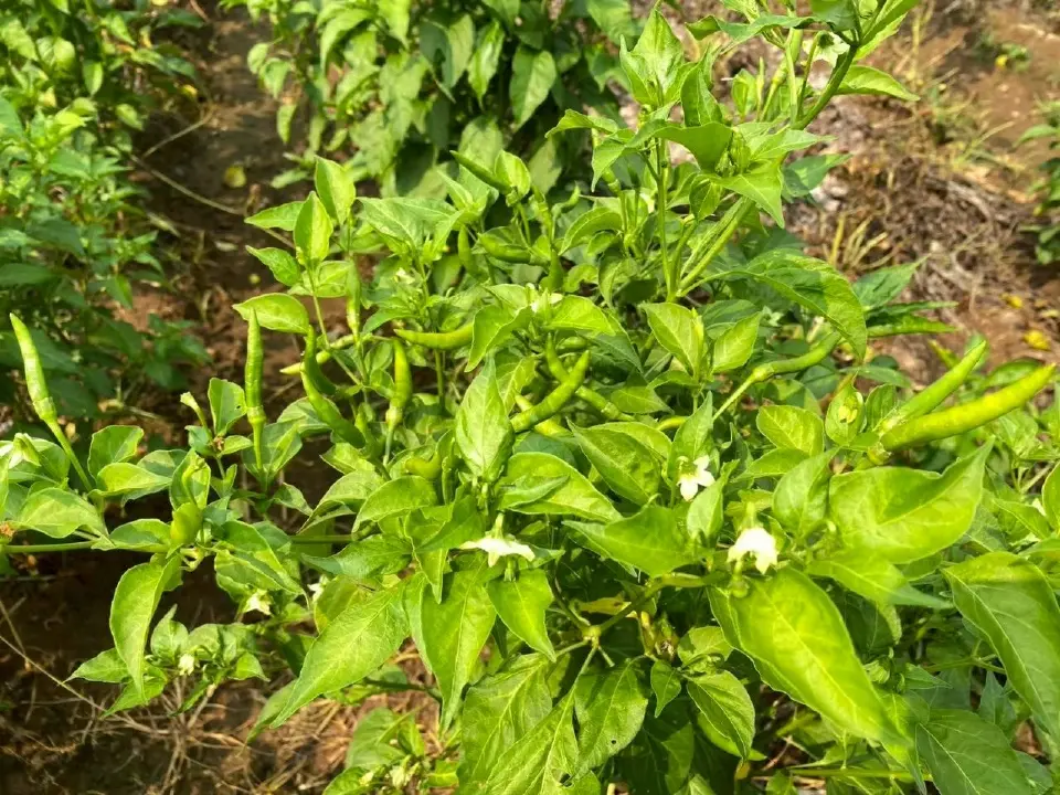 เกษตรอินทรีย์พุ่งเกินเป้า พื้นที่ทะลุ 2.2 ล้านไร่ สศก. เร่งเครื่องแผนใหม่ 2571–2575