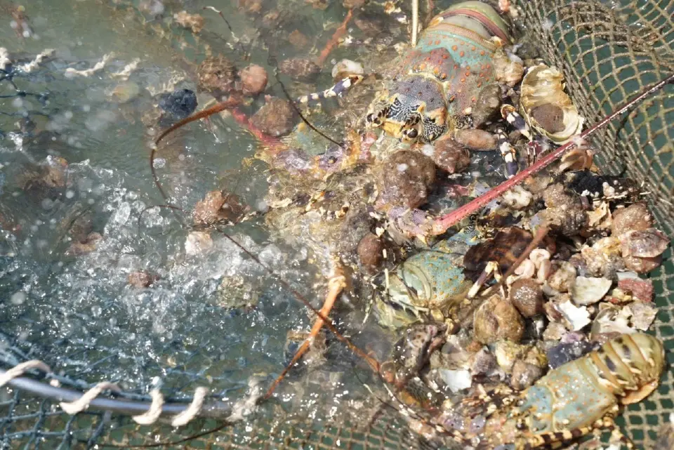 กุ้งมังกร 7 สีภูเก็ต