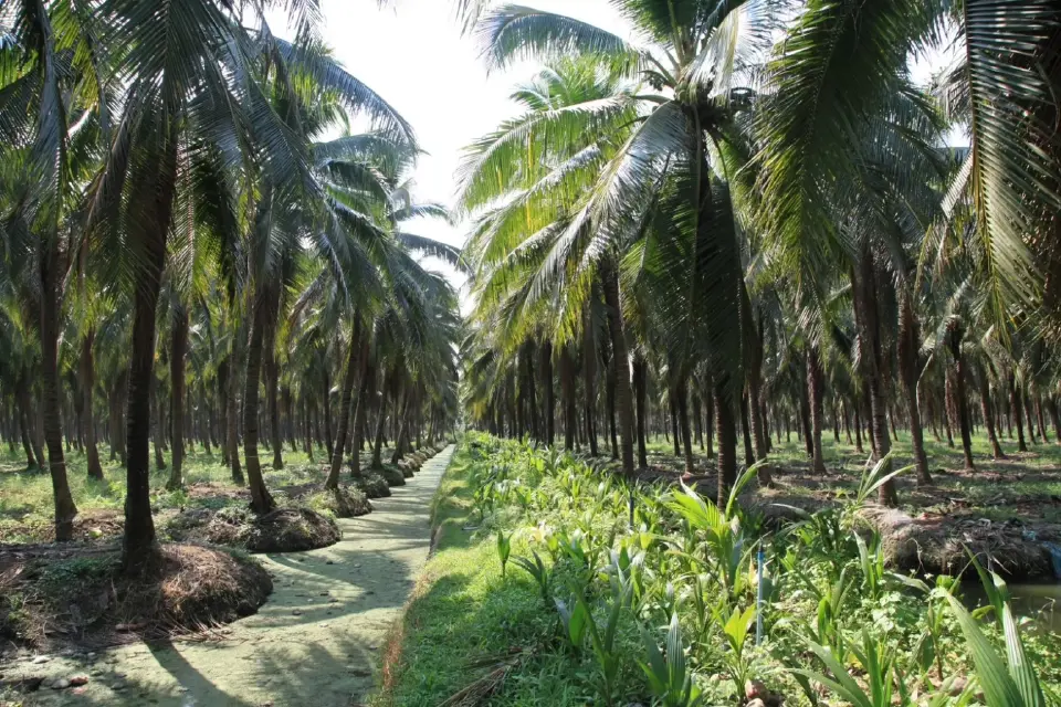 'มะพร้าวน้ำหอมราชบุรี' ผงาดคว้า GI ยุโรป ดันส่งออกพุ่ง