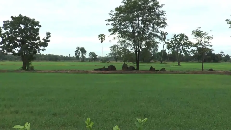 แฟ้มภาพนาข้าว