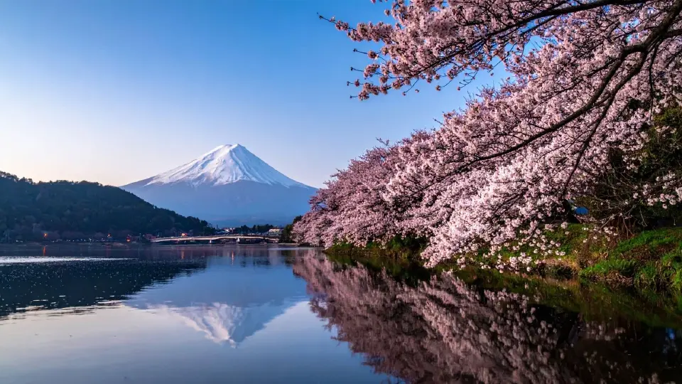 ญี่ปุ่นยังฉ่ำ คนไทยแห่ค้นหาทริป 'ซากุระ' เพิ่ม 57% ปักหมุดจ่อบิน 78%