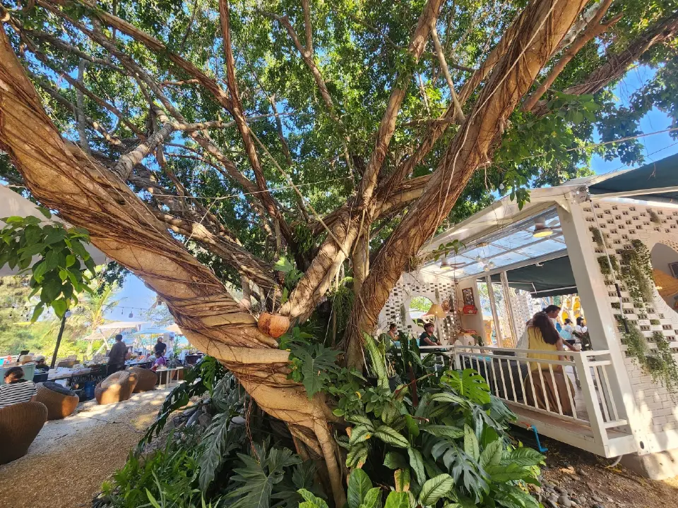 สวนสนลอย คาเฟ่