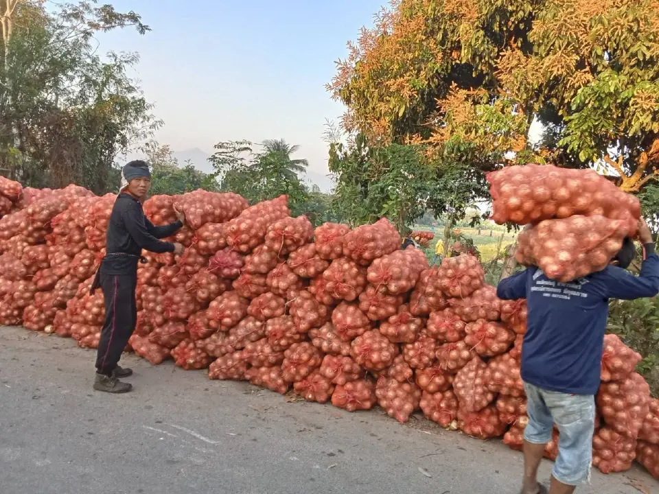 หอมหัวใหญ่เชียงใหม่ทรุดเหลือ 5 บาท สหกรณ์คิกออฟซื้อ 8 บาท ระบาย 565 ตันพยุงราคา