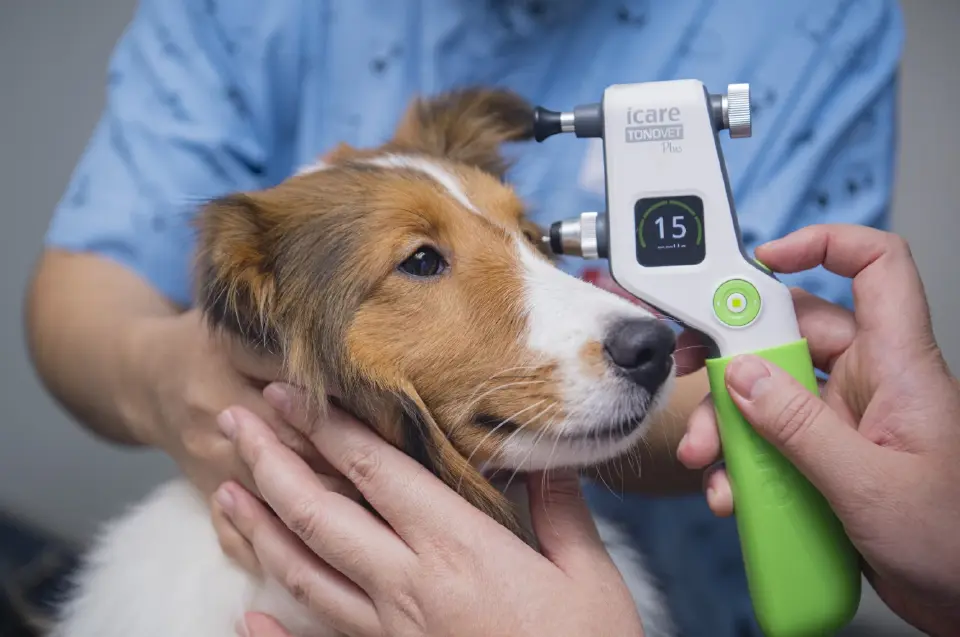 ทายาทรุ่น 2 ‘รพ.สัตว์ทองหล่อ’ เปิด ‘ศูนย์โรคตา’ รับเคสยาก-สัตว์สูงวัย