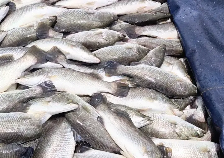 ปลากะพงสองน้ำสมุทรปราการ