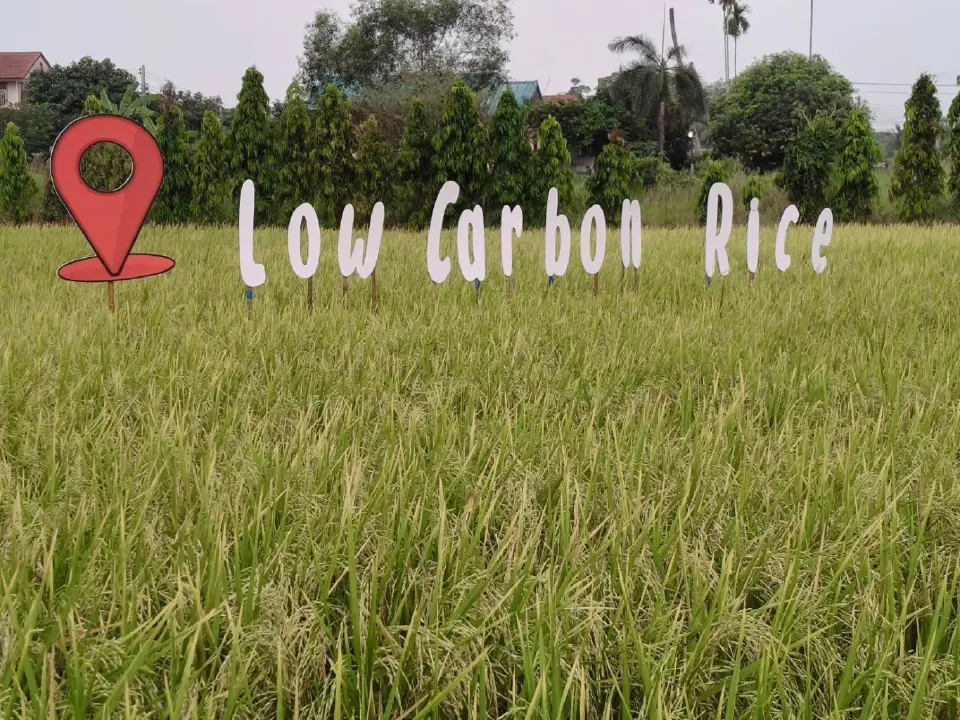 กรมการข้าวดัน 'ข้าวคาร์บอนต่ำ' คลอง 13 ต้นแบบภาคกลาง ลุยเจาะตลาดโลก