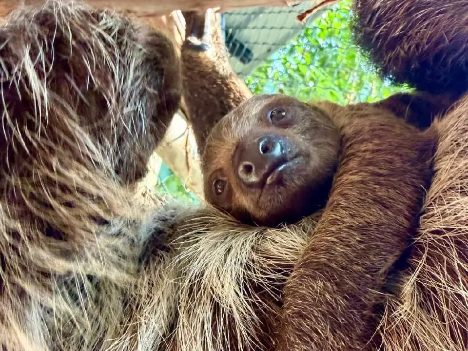 สวนสัตว์เปิดเขาเขียว อวดโฉม ‘ลูกสลอธสองนิ้ว Linnaeus's Two-toed Sloth’