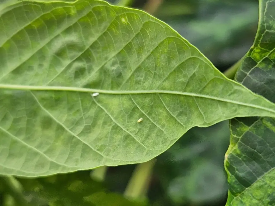 กรมส่งเสริมการเกษตร ลุยลดโรคใบด่างมันฯ ตั้งเป้าลดระบาด 30%