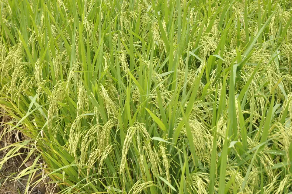 ซีพีดัน Traceability เต็มระบบห่วงโซ่ ปั้นเกษตรคาร์บอนต่ำ ยกระดับสู่ตลาดโลก