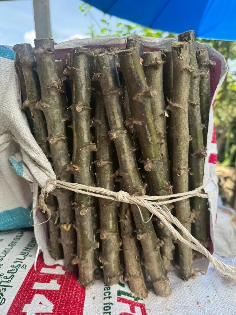 กรมส่งเสริมการเกษตร ลุยลดโรคใบด่างมันฯ ตั้งเป้าลดระบาด 30%