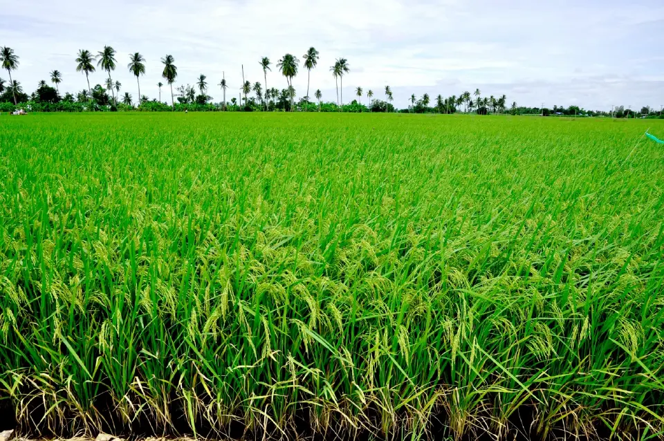 ซีพีดัน Traceability เต็มระบบห่วงโซ่ ปั้นเกษตรคาร์บอนต่ำ ยกระดับสู่ตลาดโลก